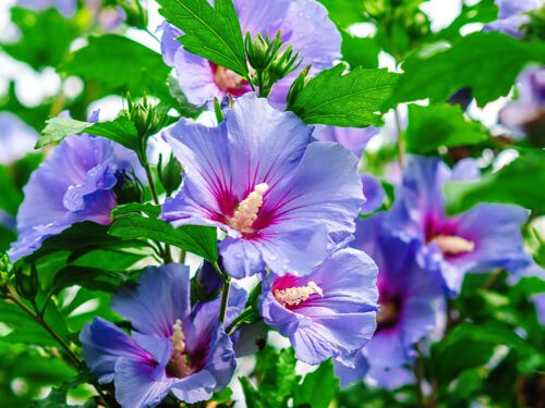 Hibiscus de jardin : variétés, couleurs et conseils pour une belle floraison