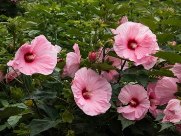 HIBISCUS-moscheutos-ROSE.jpg