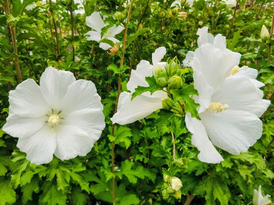 Hibiscus-ELEONORE.jpg