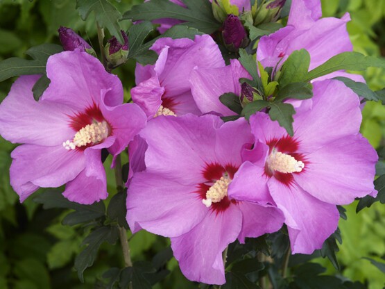 Hibiscus-syriacus-RUSSIAN-VIOLET®-II.jpg