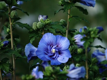 HIBISCUS-syriacus-BEAUTIFULL®-COBALT.jpg