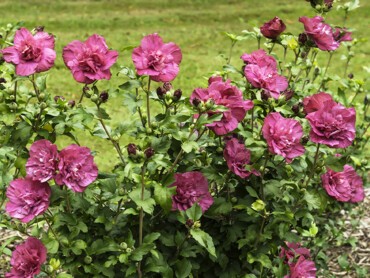 Hibiscus-syriacus-Magenta_Chiffon.jpg