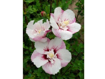 HIBISCUS-syriacus-PINKY-SPOT®'.jpg