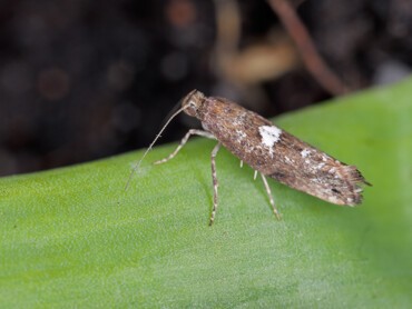 Acrolepiopsis-assectella.jpg
