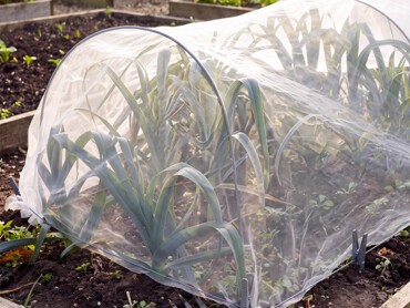 poireau-potager-sous-un-filet-anti-insectes.png
