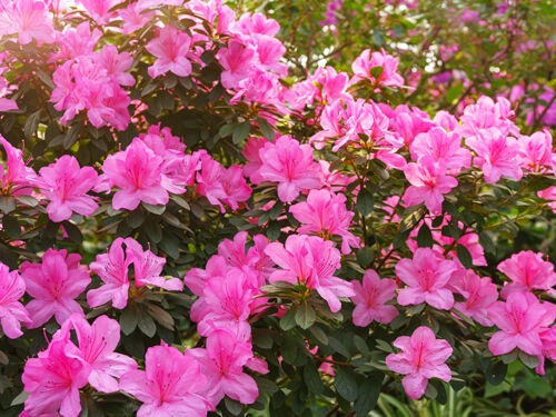 Un Jardin Rose pour Octobre Rose