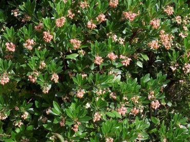 ARBUTUS-unedo-ROSELILY-®'Minlily'-cov-3745-05.jpg