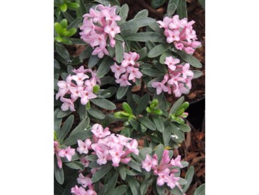 Daphné-Pink-Eternal-Fragrance-DSCN6412-(4).JPG
