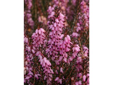 ERICA-x-darleyensis-J-W-PORTER-1623-01.jpg