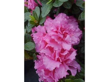 Azalea-x-REPETITA®-PINK-'RLH1-2P8'-DSC14_6243.JPG