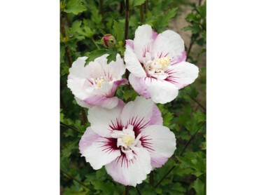 HIBISCUS-syriacus-PINKY-SPOT®-'Minspot'-cov-DSC07_4980.JPG