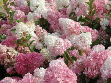 HYDRANGEA-paniculata-VANILLE-FRAISE®-10179-02.jpg