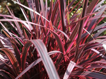 Cordyline-banksii-electric-pink-Globe-Planter-5214_05.JPG