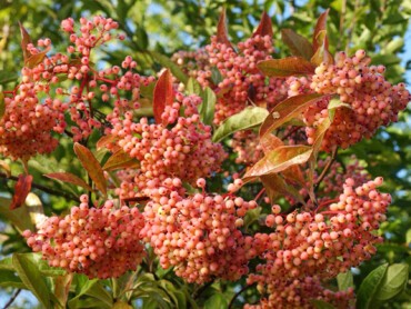 VIBURNUM-nudum-PINK-BEAUTY-1436-10.jpg