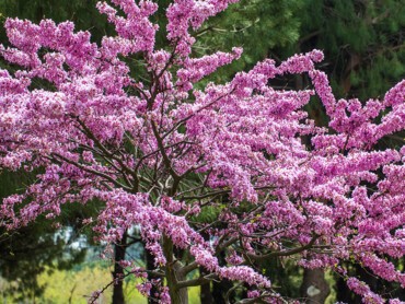 CERCIS-siliquastrum-217-02.jpg