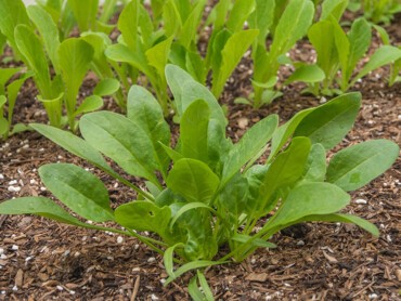 Variété-Monstrueux-de-Viroflay.jpg