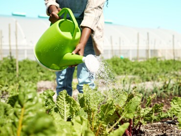 Arrosage-plant-épinards.jpg