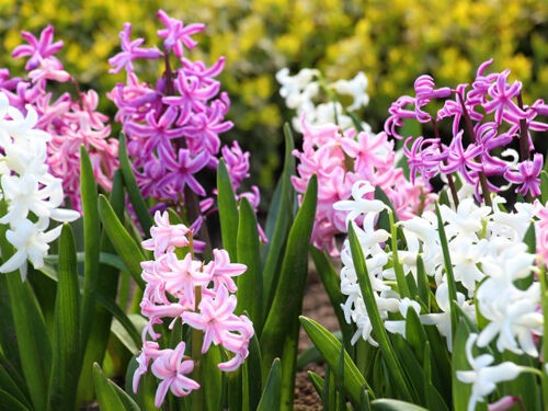 Tout savoir sur les jacinthes : variétés, couleurs, plantation et entretien 