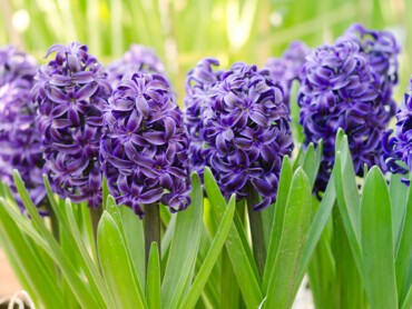 jacinthe-Delft-Blue.jpg