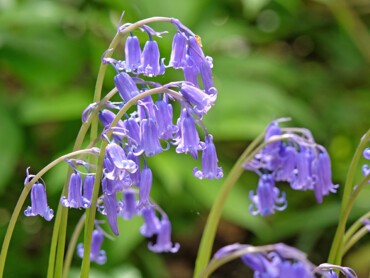 jacinthe-des-bois.jpg