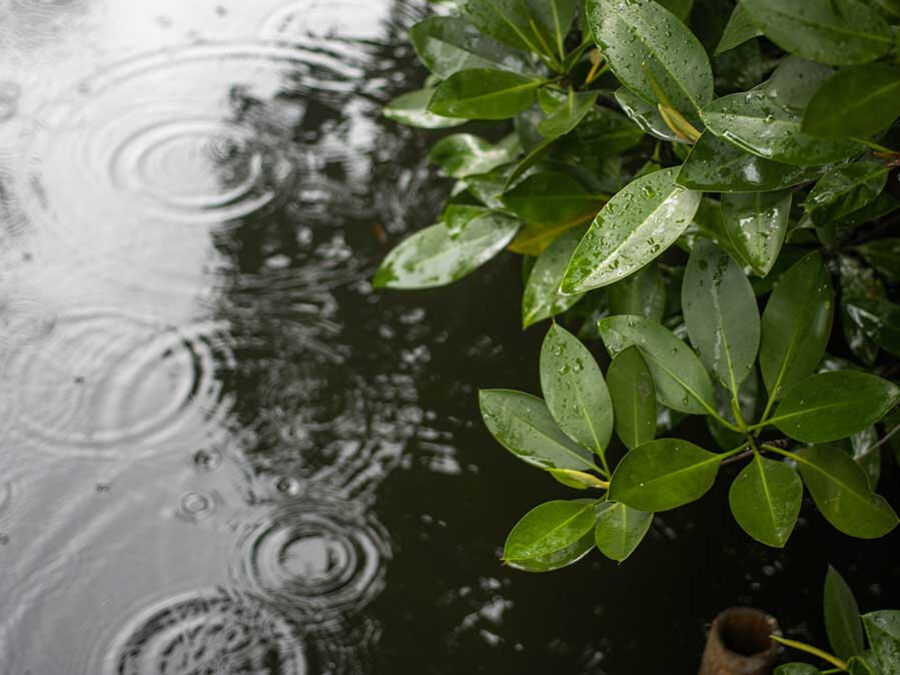 Les grands principes du jardin de pluie : une solution naturelle pour gérer l’eau au jardin