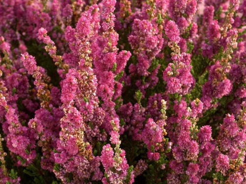 Tout savoir sur les bruyères : Erica, Daboecia et Calluna