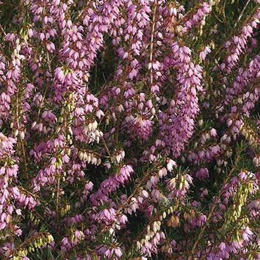 Erica carnea 'Winter Beauty'