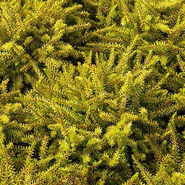 ERICA darleyensis 'Eva Gold'