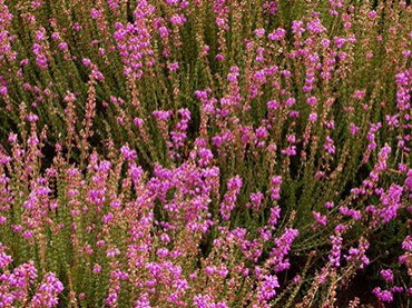 Erica cinerea