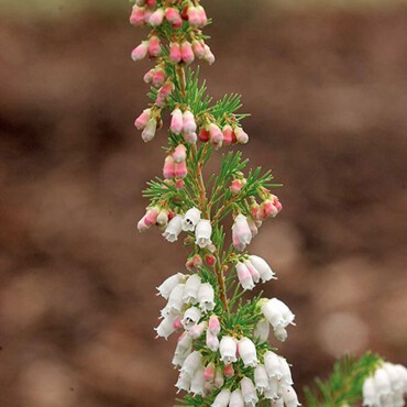 ERICA arborea 'Great Star'