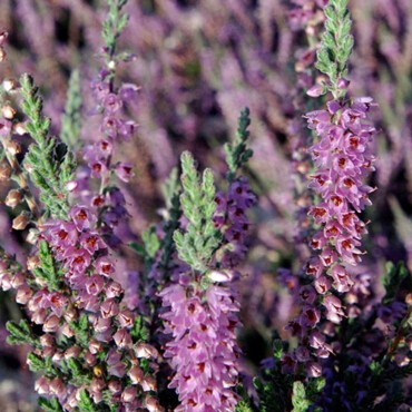 Bruyère commune 'Silver Knight'