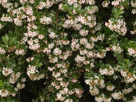 ESCALLONIA APPLE BLOSSOM