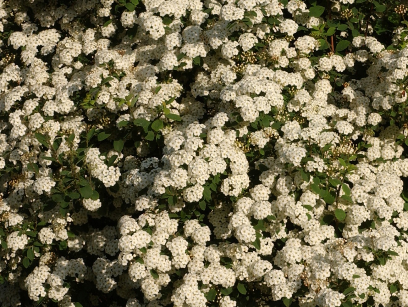 SPIRAEA vanhouttei