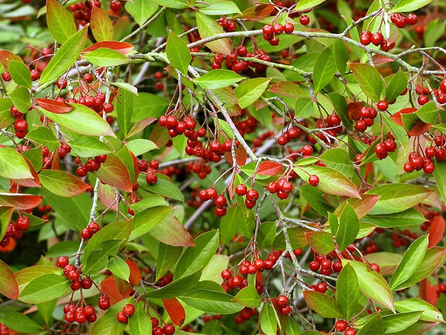 ARONIA arbutifolia BRILLIANT