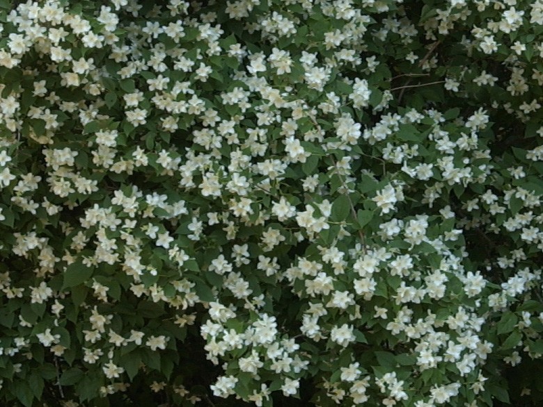 PHILADELPHUS STARBRIGHT