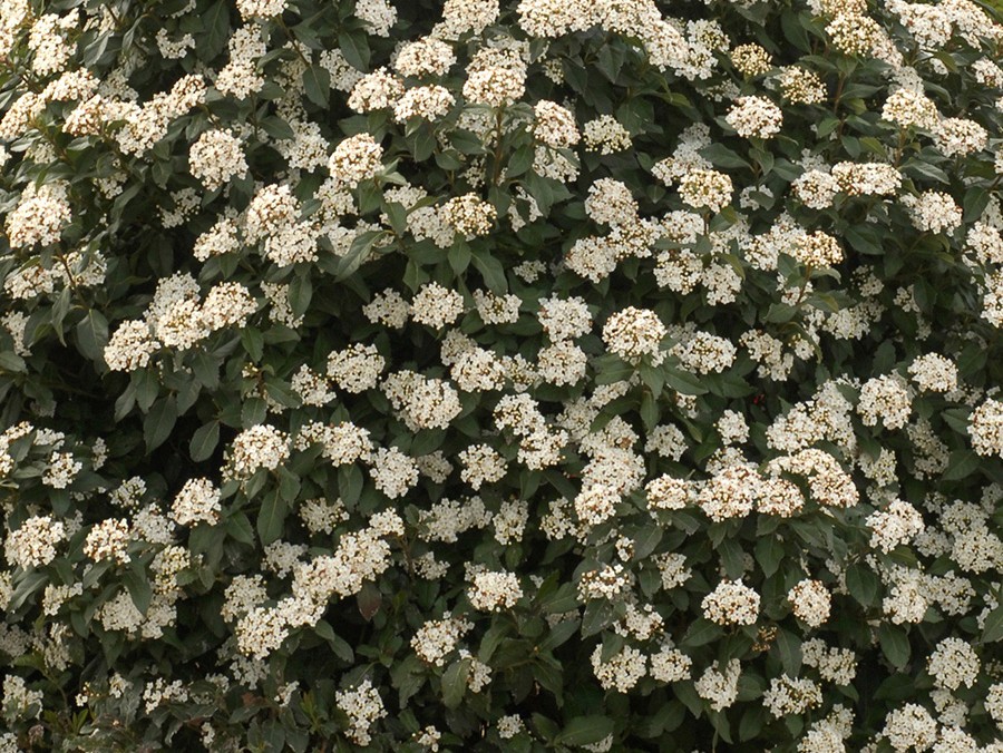 VIBURNUM tinus