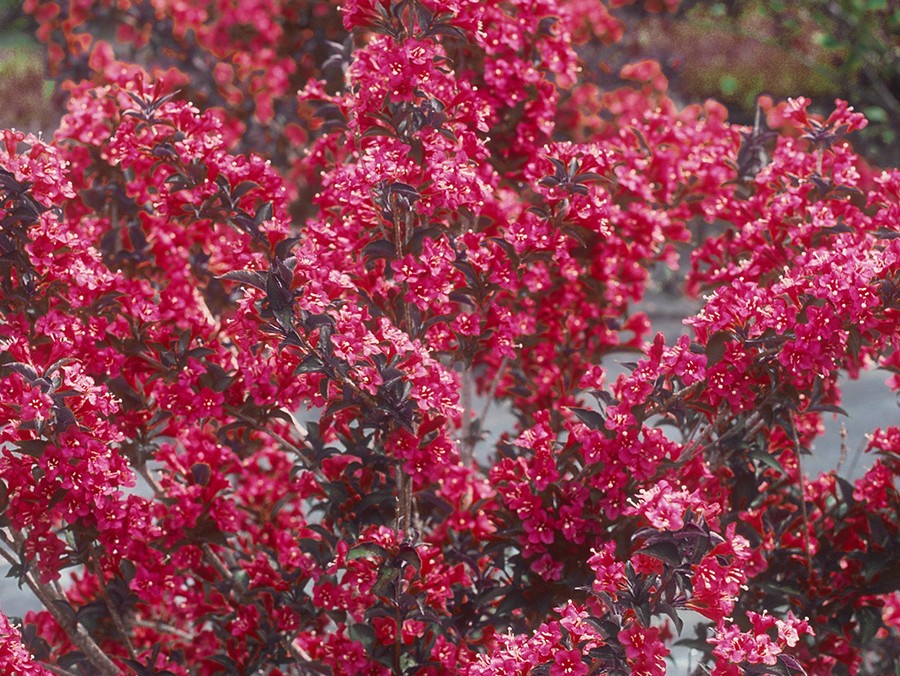 WEIGELA florida Alexandra SAPHO