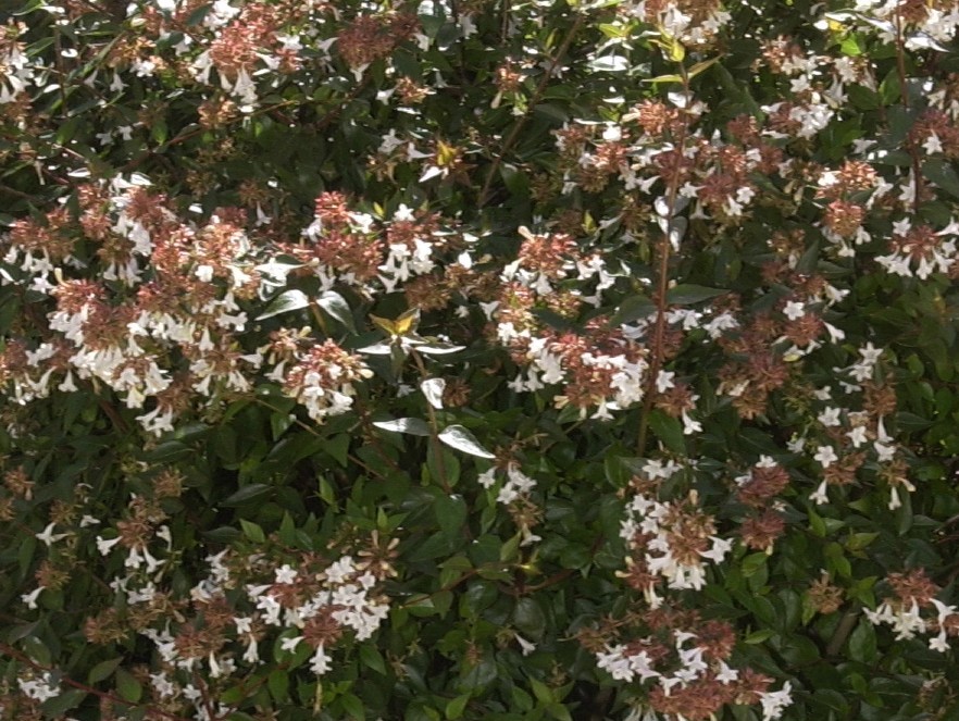 ABELIA grandiflora SEMPERFLORENS