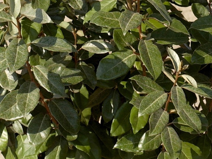 ELAEAGNUS EBBINGEI