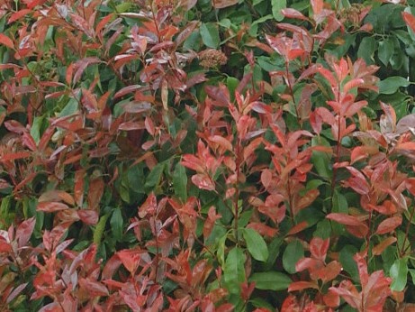 PHOTINIA RED ROBIN