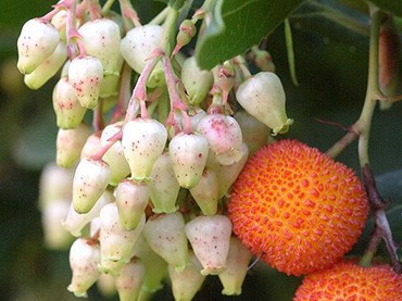 Plante à fruits décoratif