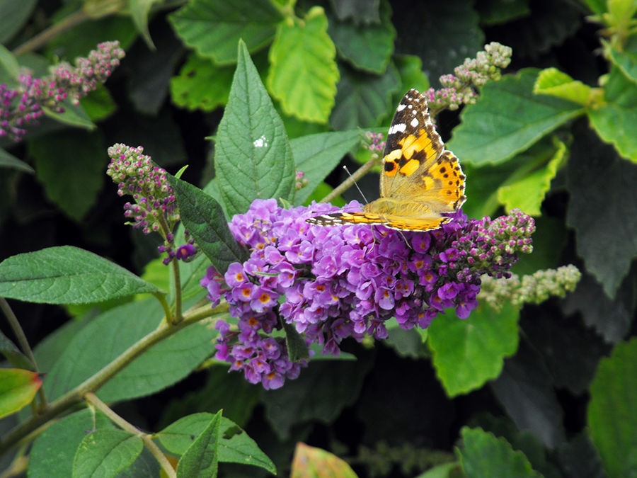 15 plantes incontournables pour fleurir votre été | Silence, ça pousse !