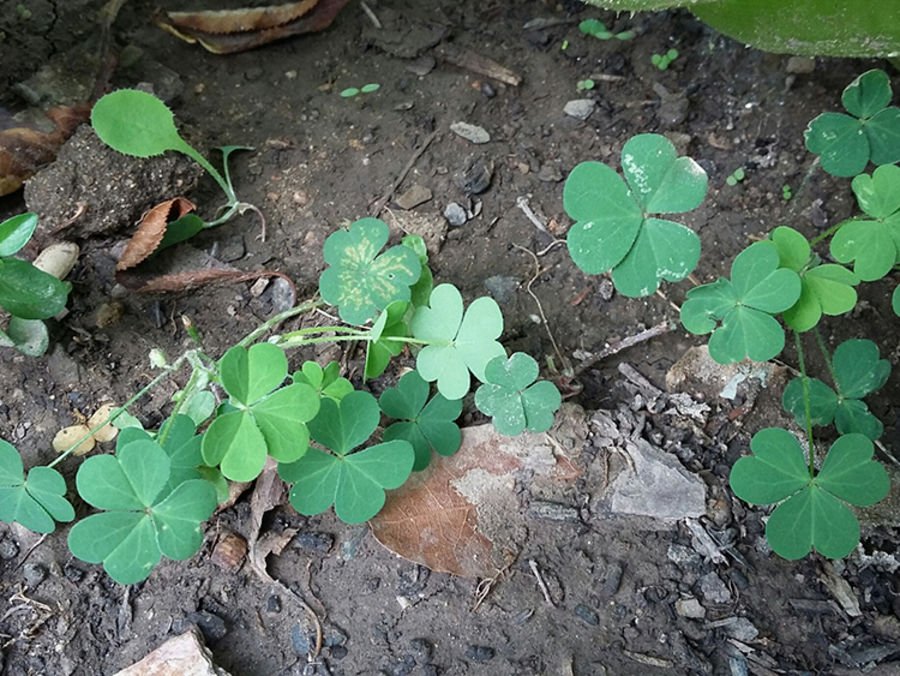 6 TECHNIQUES FACILES ET NATURELLES POUR DÉSHERBER SON JARDIN