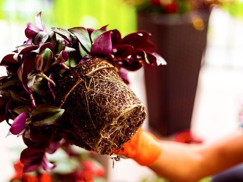 PLANTES EN POT D'INTERIEUR OU D'EXTERIEUR : COMMENT LES REMPOTER ET LES SURFACER