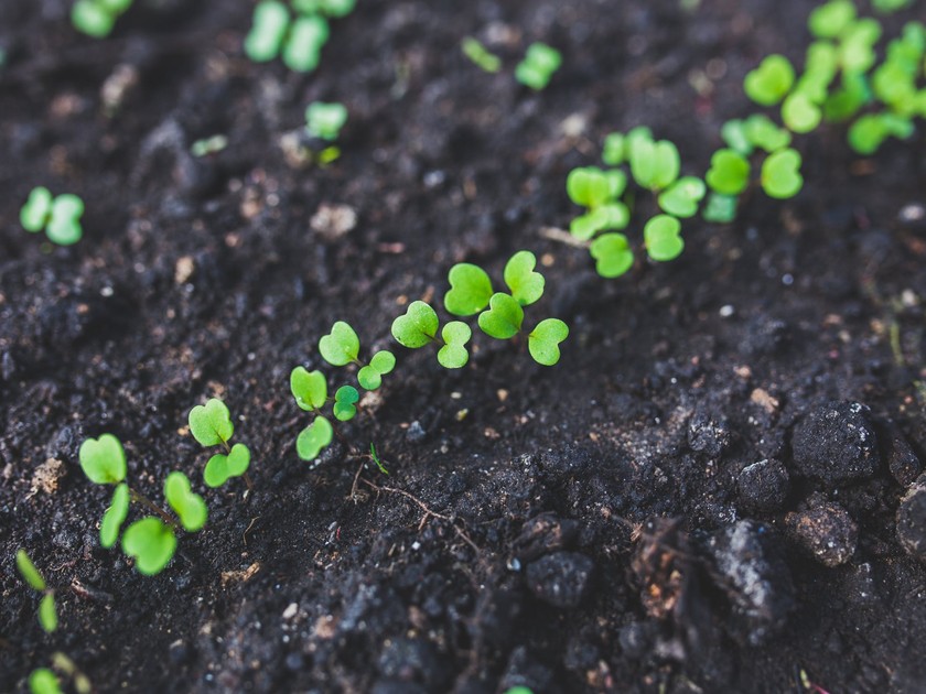 Entretien du potager