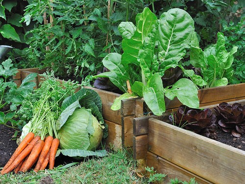 UN POTAGER EN CARRÉ POUR LES JARDINIERS DÉBUTANTS