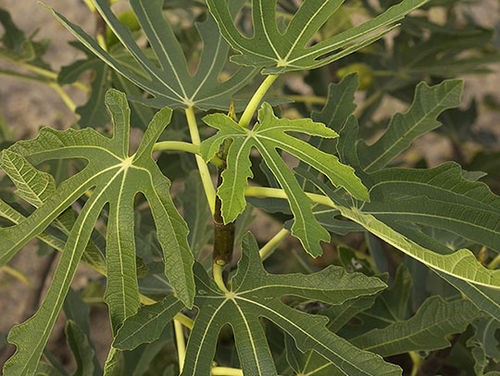 Savez-vous planter...les figuiers ? 