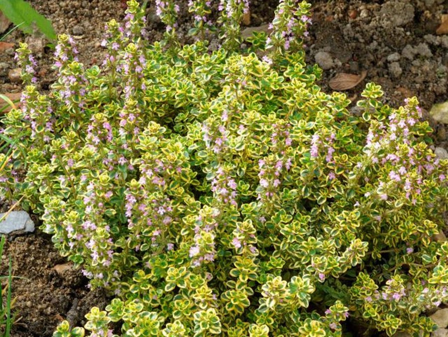 QUELLES PLANTES AROMATIQUES POUR VOTRE BALCON ?