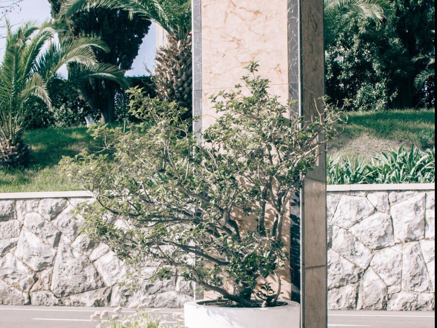 Quel arbre pour cacher une façade de maison ?